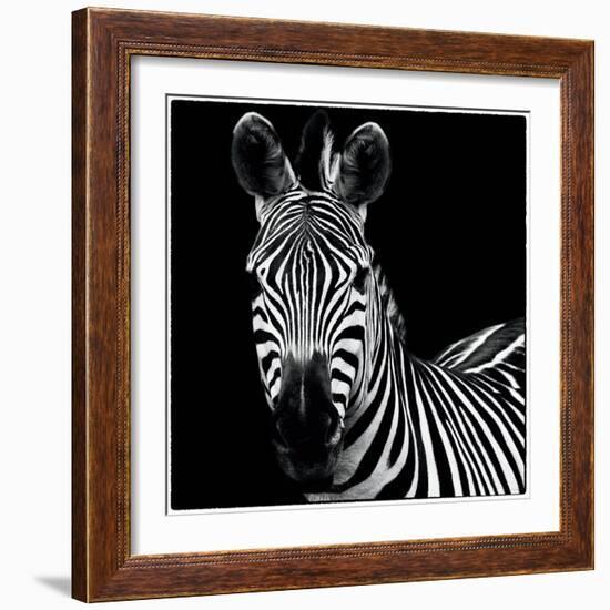 Zebra II Square-Debra Van Swearingen-Framed Art Print