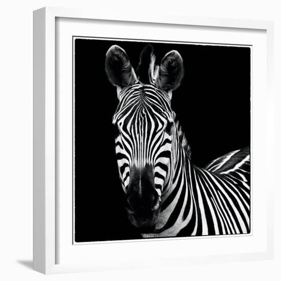 Zebra II Square-Debra Van Swearingen-Framed Art Print