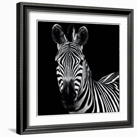 Zebra II Square-Debra Van Swearingen-Framed Art Print