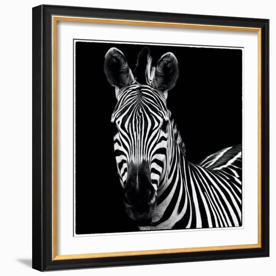 Zebra II Square-Debra Van Swearingen-Framed Art Print