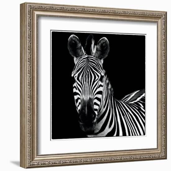 Zebra II Square-Debra Van Swearingen-Framed Art Print