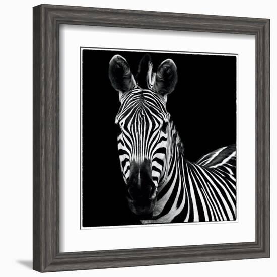 Zebra II Square-Debra Van Swearingen-Framed Art Print