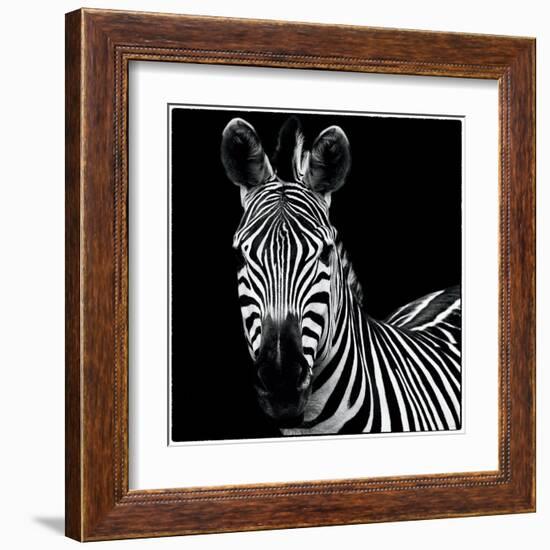 Zebra II Square-Debra Van Swearingen-Framed Art Print