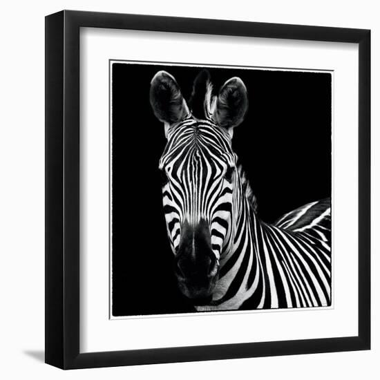 Zebra II Square-Debra Van Swearingen-Framed Art Print