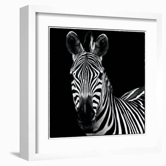 Zebra II Square-Debra Van Swearingen-Framed Art Print