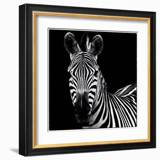 Zebra II Square-Debra Van Swearingen-Framed Art Print