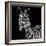 Zebra II Square-Debra Van Swearingen-Framed Premium Giclee Print