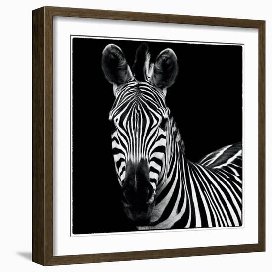 Zebra II Square-Debra Van Swearingen-Framed Premium Giclee Print