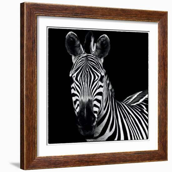 Zebra II Square-Debra Van Swearingen-Framed Premium Giclee Print