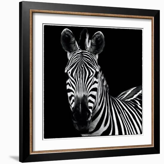 Zebra II Square-Debra Van Swearingen-Framed Premium Giclee Print