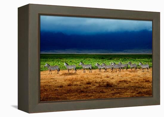 Zebra in a Row-Howard Ruby-Framed Premier Image Canvas