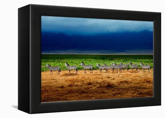 Zebra in a Row-Howard Ruby-Framed Premier Image Canvas