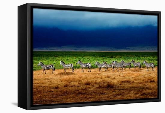 Zebra in a Row-Howard Ruby-Framed Premier Image Canvas