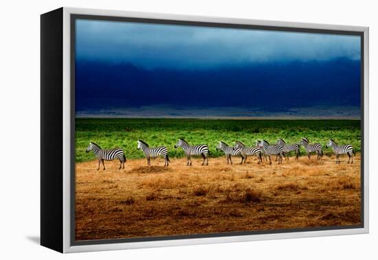 Zebra in a Row-Howard Ruby-Framed Premier Image Canvas