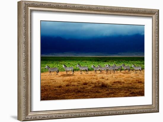 Zebra in a Row-Howard Ruby-Framed Photographic Print