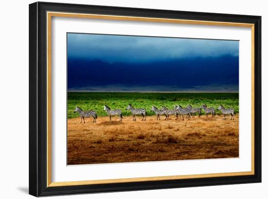 Zebra in a Row-Howard Ruby-Framed Photographic Print