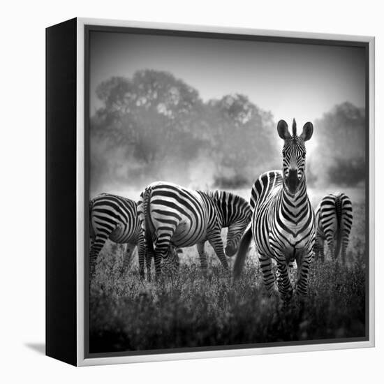 Zebra In Black And White-Donvanstaden-Framed Stretched Canvas