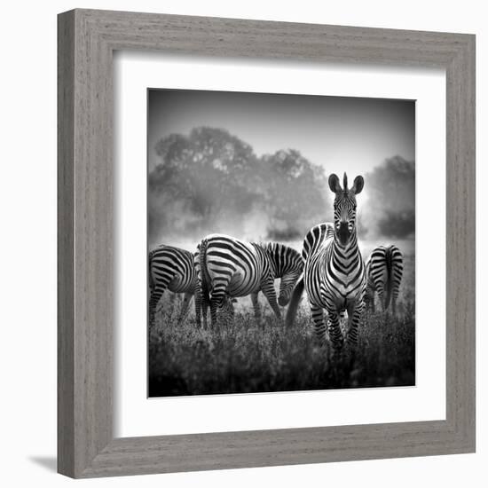 Zebra In Black And White-Donvanstaden-Framed Art Print