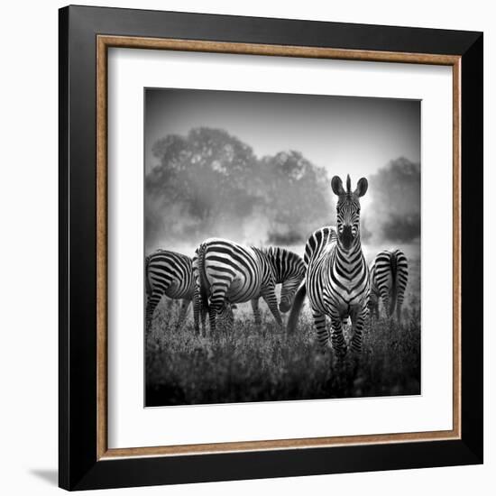 Zebra In Black And White-Donvanstaden-Framed Art Print