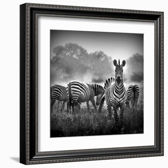 Zebra In Black And White-Donvanstaden-Framed Art Print