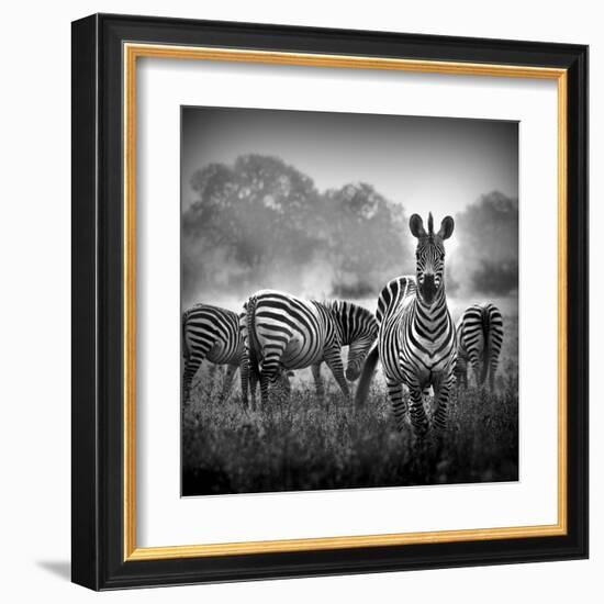 Zebra In Black And White-Donvanstaden-Framed Art Print