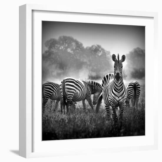 Zebra In Black And White-Donvanstaden-Framed Premium Giclee Print