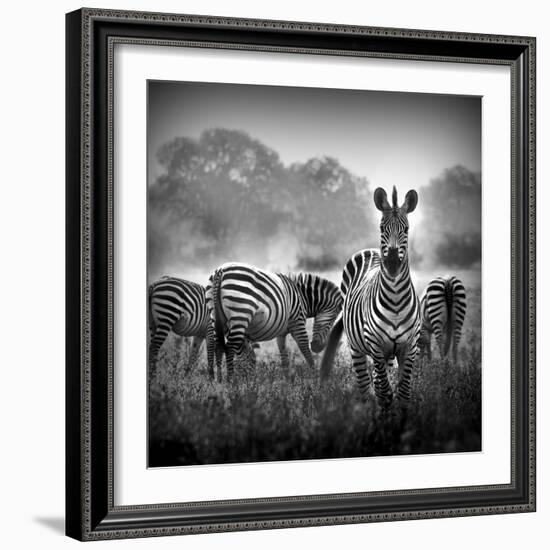 Zebra In Black And White-Donvanstaden-Framed Premium Giclee Print