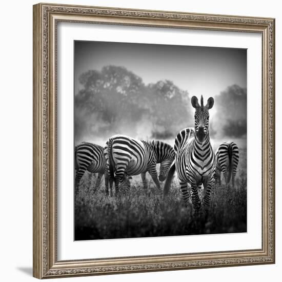 Zebra In Black And White-Donvanstaden-Framed Art Print