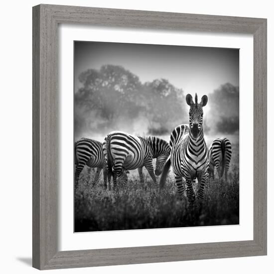 Zebra In Black And White-Donvanstaden-Framed Art Print