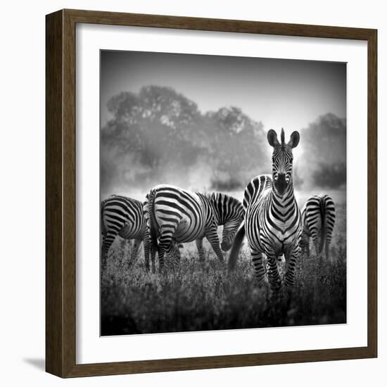 Zebra In Black And White-Donvanstaden-Framed Art Print