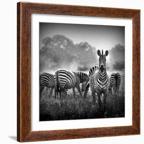 Zebra In Black And White-Donvanstaden-Framed Art Print