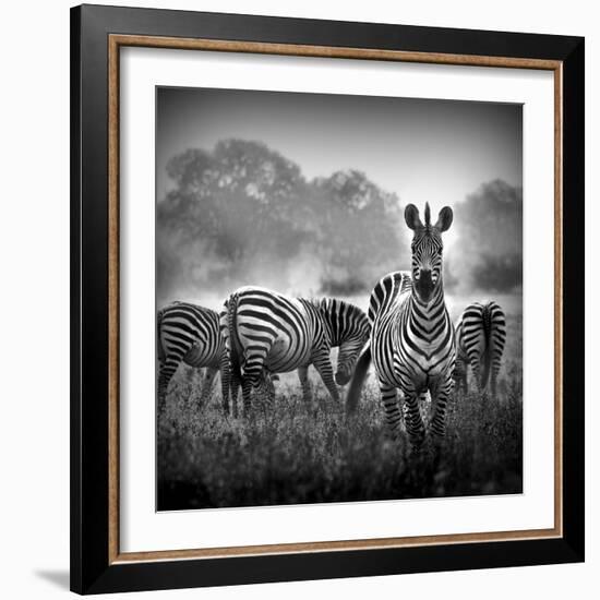 Zebra In Black And White-Donvanstaden-Framed Art Print