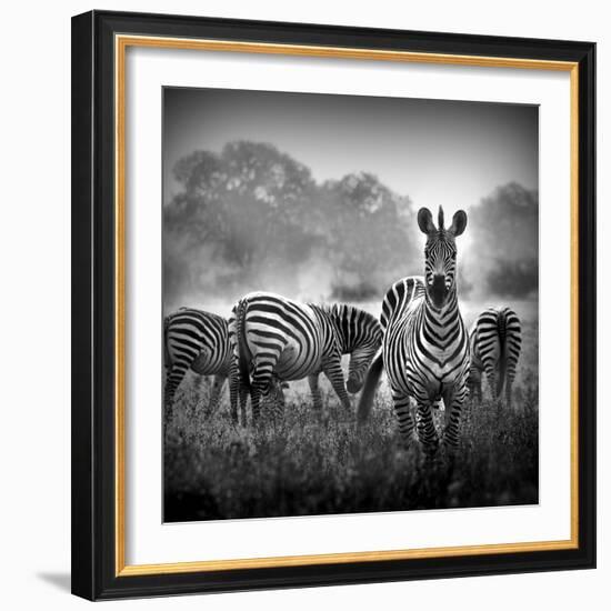 Zebra In Black And White-Donvanstaden-Framed Art Print