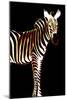 Zebra in Black Vertical-Ikuko Kowada-Mounted Giclee Print