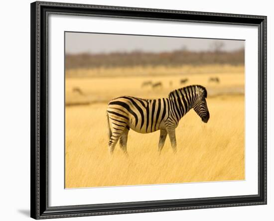 Zebra in Golden Grass at Namutoni Resort, Namibia-Joe Restuccia III-Framed Photographic Print