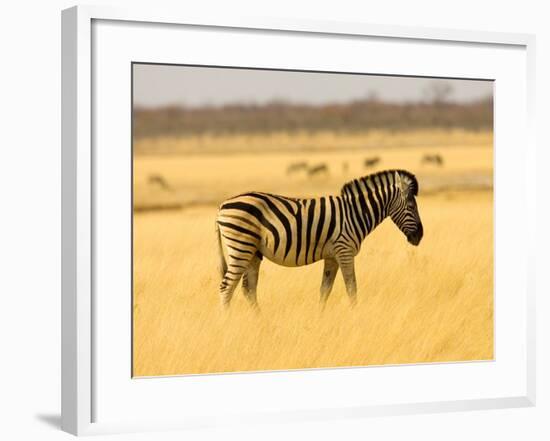 Zebra in Golden Grass at Namutoni Resort, Namibia-Joe Restuccia III-Framed Photographic Print