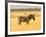 Zebra in Golden Grass at Namutoni Resort, Namibia-Joe Restuccia III-Framed Photographic Print