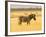 Zebra in Golden Grass at Namutoni Resort, Namibia-Joe Restuccia III-Framed Photographic Print