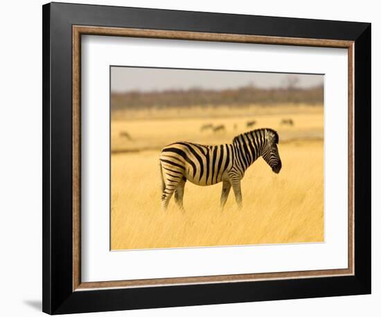 Zebra in Golden Grass at Namutoni Resort, Namibia-Joe Restuccia III-Framed Photographic Print