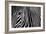 Zebra in Lisbon Zoo-Andy Mumford-Framed Photographic Print