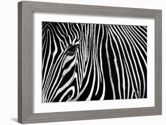 Zebra in Lisbon Zoo-Andy Mumford-Framed Photographic Print