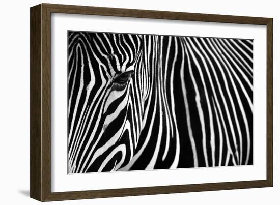 Zebra in Lisbon Zoo-Andy Mumford-Framed Photographic Print