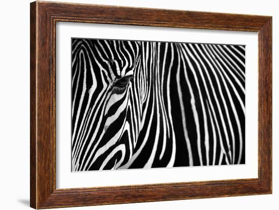 Zebra in Lisbon Zoo-Andy Mumford-Framed Photographic Print