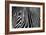 Zebra in Lisbon Zoo-Andy Mumford-Framed Photographic Print