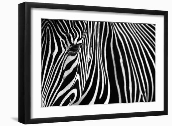 Zebra in Lisbon Zoo-Andy Mumford-Framed Photographic Print