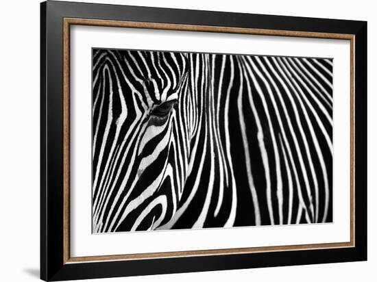 Zebra in Lisbon Zoo-Andy Mumford-Framed Photographic Print