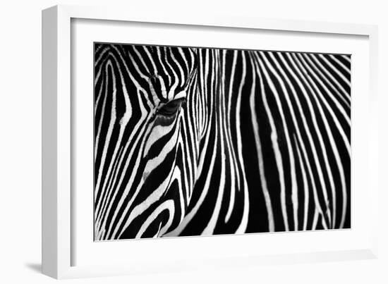 Zebra in Lisbon Zoo-Andy Mumford-Framed Photographic Print