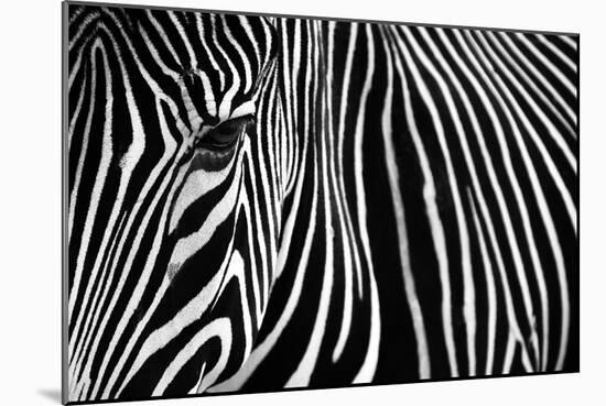 Zebra in Lisbon Zoo-Andy Mumford-Mounted Photographic Print