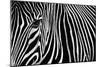 Zebra in Lisbon Zoo-Andy Mumford-Mounted Photographic Print