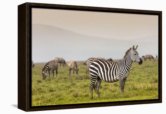 Zebra in National Park. Africa, Kenya-Curioso Travel Photography-Framed Premier Image Canvas